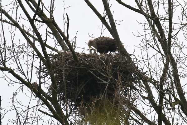 Seeadler Falk