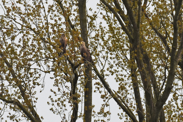 Seeadler Falk
