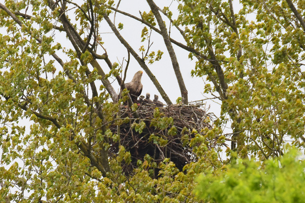 Seeadler Falk