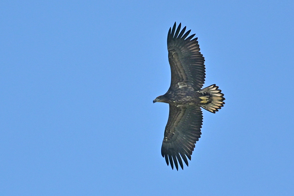 Seeadler Falk