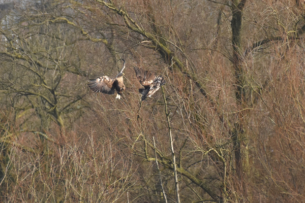 Seeadler Falk