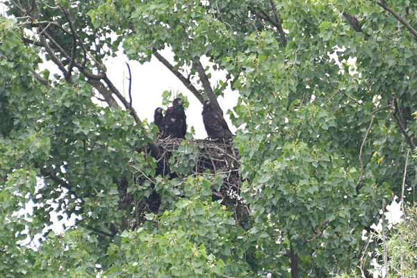 Seeadler Falk