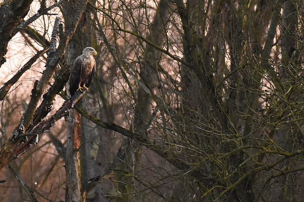 Seeadler Falk