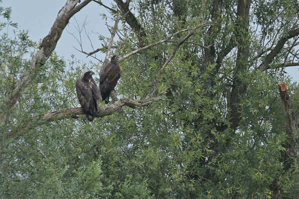 Seeadler Falk