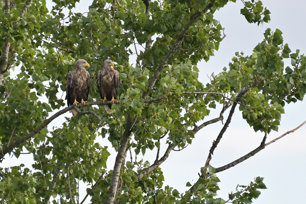 Seeadler Falk